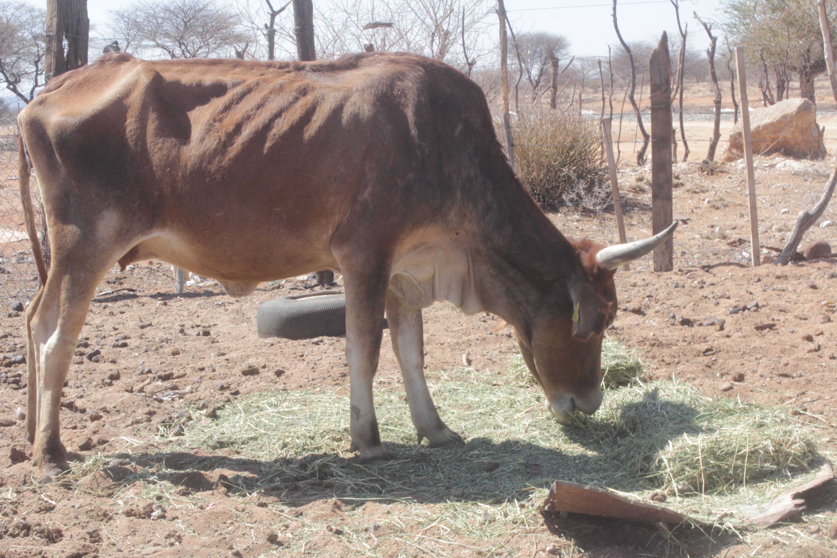 Farmers’ unions unite in fight against drought with emergency action plan